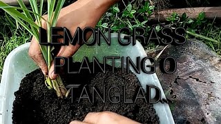 Lemon grass planting o tanglad at pagtatabas ng damo [upl. by Aihsetel]