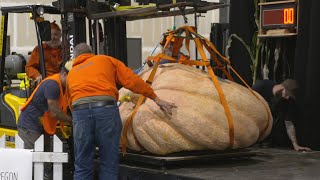 GIANT PUMPKIN REGATTA pt 1  WEIGHOFF [upl. by Sidoney952]