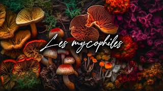 🍄 Podcast Les MYCOPHILES 10  Maxime  Champiloop  la champignonnière urbaine [upl. by Stephannie]