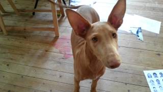 Life in France Meet my puppy Pharaoh Hound dog and Cat Soleil [upl. by Annahsirhc]