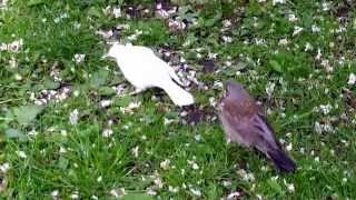 Leucistic Turdus pilaris  Fieldfare Björktrast [upl. by Salohcim757]