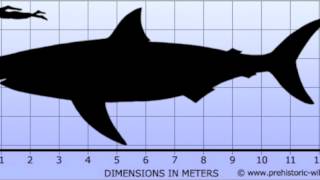 Top ten biggest heaviest marine Predators [upl. by Ongun]