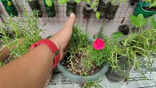 Portulaca Grandiflora Alas Diyes Alembong Vietnam Rose Moss Rose Care and Propagation Tips [upl. by Levi]