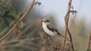 Lesser grey shrike Lanius minor  חנקן שחור מצח [upl. by Gilmer]