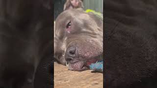 I’m the REAL DEAL americanbullydog Look how Tough I Am bobbydog bluenose dogs [upl. by Seabury]