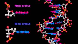 DNA major and minor grooves [upl. by Kone88]