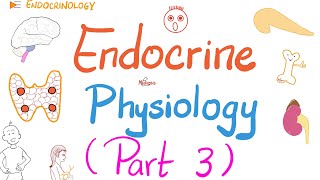 Endocrine Physiology Part 3 of 3  Endocrinology series [upl. by Napas]