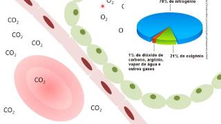 Sistema Respiratório  Hematose [upl. by Wobniar]