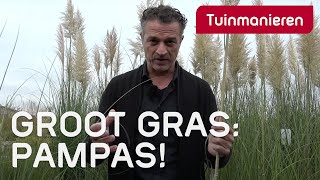 Pampasgras het grootste gras in de tuin  Tuinmanieren [upl. by Elleinnad]