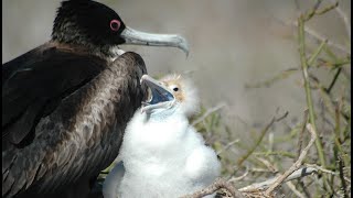 Facts The Magnificent Frigatebird [upl. by Acino]