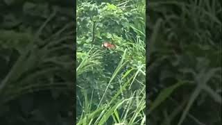 Scarlet Macaws in Jaco Costa Rica shorts travel costarica [upl. by Ettenna]