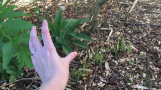 Angelica in the Permaculture Garden [upl. by Fennelly]