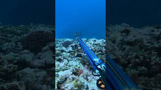 Should I shoot this fish spearfishing fishing dive [upl. by Dagnah]