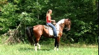 Big Beautiful TWH gelding for sale [upl. by Beale]