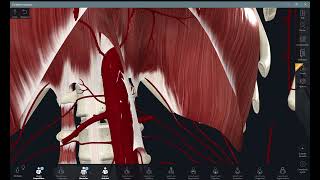 ¡¡¡Aprende las ramas principales de la aorta torácica y abdominal con modelo 3D [upl. by Worden]