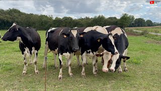 BRÉHAN  🐄 Coucou les Vaches  Bretagne Télé 🇲🇫 [upl. by Tychonn]