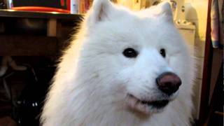 samoyed howling [upl. by Nerhe130]