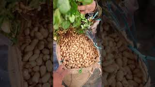 Groundnut palli Kaya peanut 🥜 today bowenpally vegetable market farmersmarket streetfood dty vlog [upl. by Ateekram345]