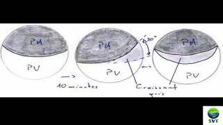 DVPT EMBRYO AMPHIBIEN [upl. by Shanta]