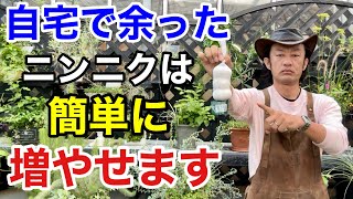 【もったいない】余ったニンニクの増やし方教えます。 【カーメン君】【ニンニク】【増やし方】【初心者】 [upl. by Annahsat495]