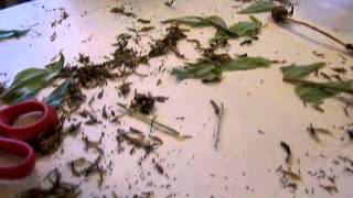 How to Collect Zinnia Seeds Save Money Gardening [upl. by Havstad]