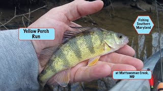 Yellow Perch Run at Mattawoman Creek March 2020 [upl. by Airetak235]