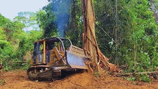 The Most Skilled Dozer Operator Breaks Down a Lot of Huge Trees Easily Using CAT D6R XL Bulldozer [upl. by Conny287]