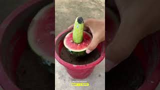 Maximize Your Cucumbers and watermelons Harvest with These Planting Tips garden farming [upl. by Lorne]