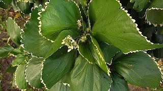 Acalypha Wilkesiana Hoffmannii [upl. by Perusse506]