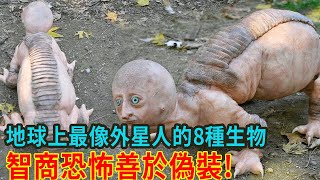 地球上最像外星人的8種生物，智商恐怖善於偽裝，一眼認不出【三味書屋】 [upl. by Socrates144]