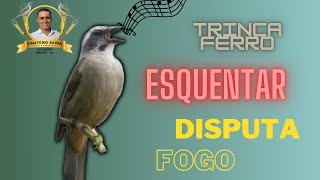 Esquentar trinca ferro [upl. by Ronyam]