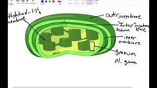 Chloroplast anatomy [upl. by Orodoet619]