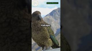 quotKakapo🦜The Worlds Heaviest Parrotquotlife facts wildlife shortvideos viralshorts shorts [upl. by Yehsa]