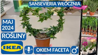 IKEA PROMOCJE‼️ PRZEGLĄD ROŚLIN I KWIATÓW🪴 SKRZYDŁOWIATY I AREKI  RÓŻNE WYMIARY CIEKAWE 🌵 [upl. by Lamoree379]