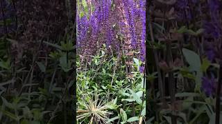 Salvia Flowers🪻🪻 beautiful  best  Shortvideo  Purple Flowers [upl. by Faun]