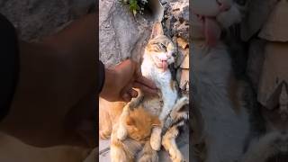 Rescue Cats Last Hug Kitten Embraces Dying Mother Unbelievable Outcome [upl. by Geof]