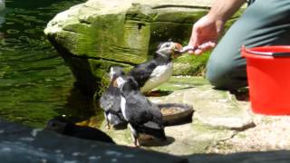 餌をもらうニシツノメドリ（パフィン）Puffin 20130616 [upl. by Akkina116]