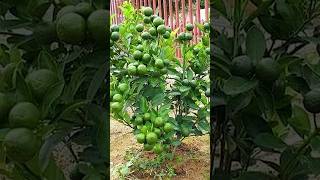 🌿How grow Lime tree great idea to propagate lime tree by air layering using a Carrot🥕gardening [upl. by Schnorr721]