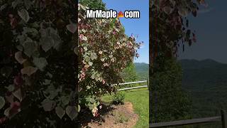 Cercis canadensis Carolina Sweetheart coming back to MrMaplecom soon Variegated Redbud Tree [upl. by Accebar]