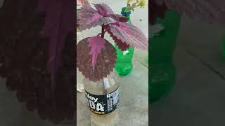 Tilak Tulsi plant kaise lagaye How to grow Holy Basil plant in house Coleus home plants Purple Green [upl. by Eilesor]