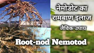 निमेटोड को रोकने का जैविक उपाय। Nematode control organic methodpaecilomyces lilaacinusपेसिलोमाइसेस [upl. by Xyno]