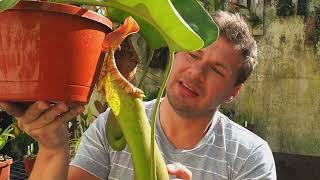 Nepenthes truncata Pasian Highland  Nepenthes erfolgreich pflegen [upl. by Sterner]