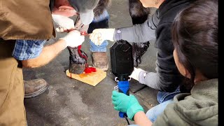 Poor Horse Could Barely Walk  Surgery  Hoof Restoration  Hoof Trimming  Watch Till The End [upl. by Longawa]