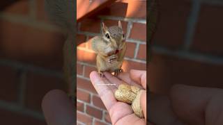 Cute chipmunk is singing 🥰🐿 [upl. by Nnylylloh]