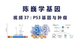 【陈巍学基因】视频37：P53基因与肿瘤 [upl. by Bonnes812]