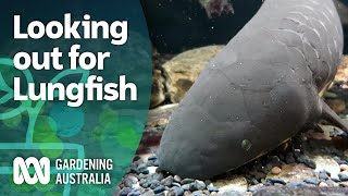 Lungfish – growing habitat for a prehistoric fish with lungs  Discovery  Gardening Australia [upl. by Eelarbed]