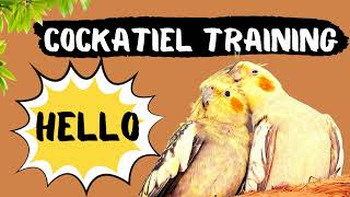 Cockatiel Talking Hello Training How to teach your cockatiel to talk [upl. by Ronald]