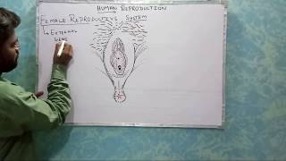 VULVA  MEAN Female REPRODUCTIVE External Genetalia [upl. by Joleen]