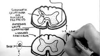 Spinal Pathways 3  Spinothalamic Tract [upl. by Redla]