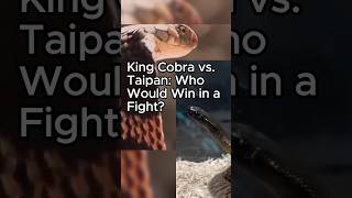 KING COBRA vs TAIPAN Who Would Win in a Fight Give Us Your Comment FactsMatter695 shorts snake [upl. by Staley]